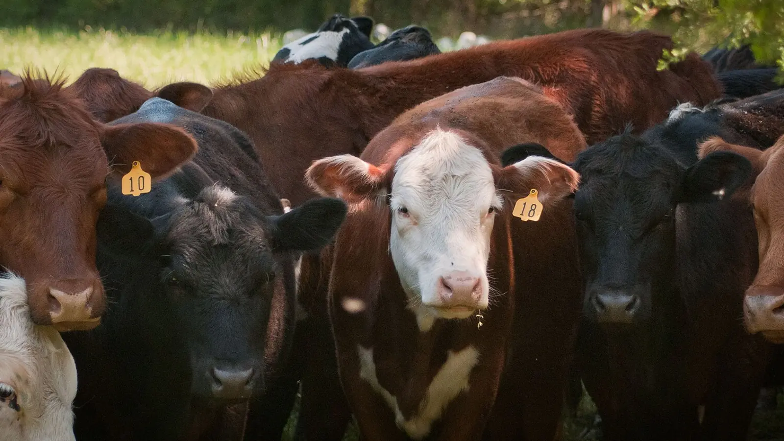 Beef cattle on pasture at a farm in Goochland County, Virginia