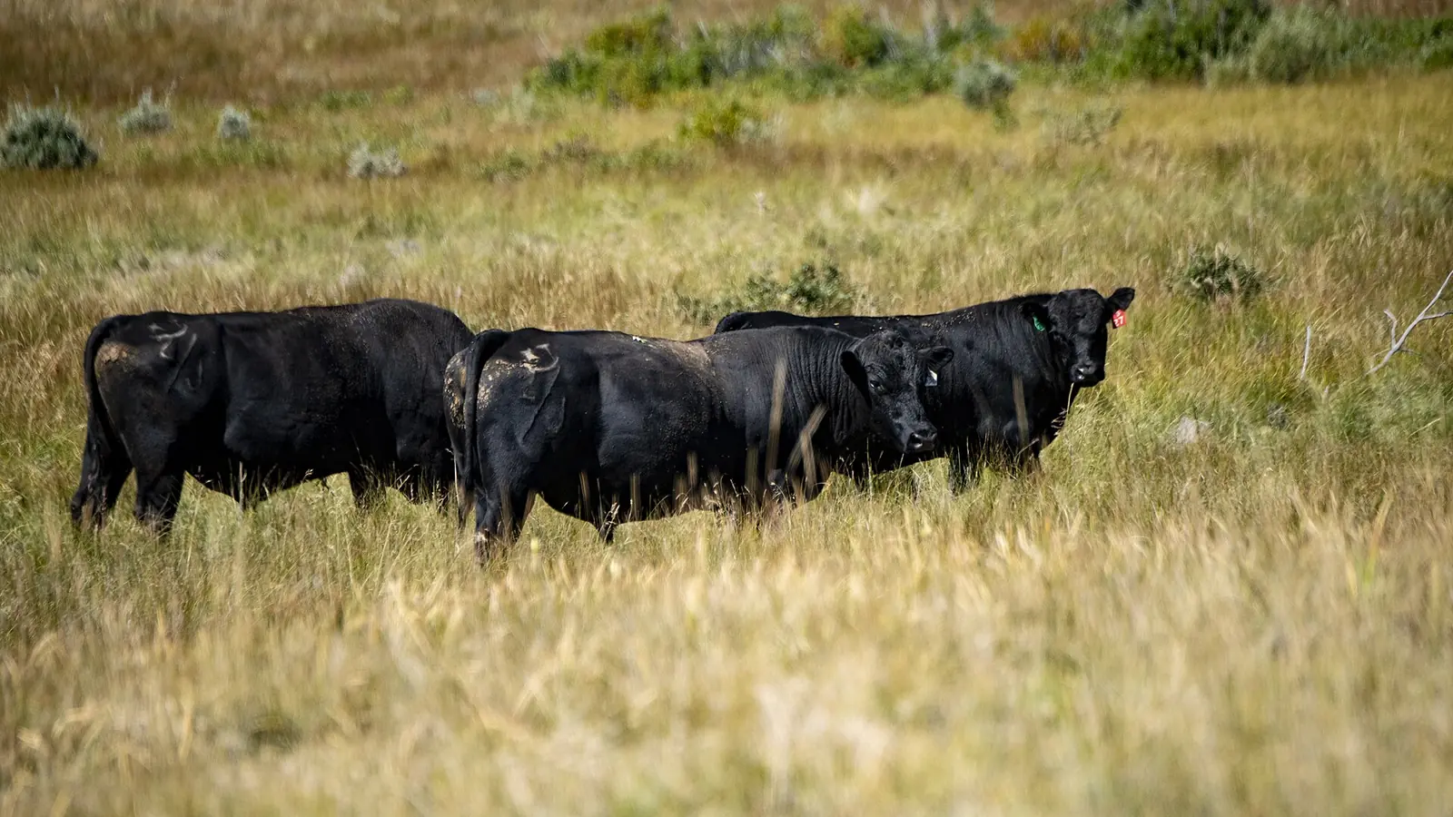 Black Angus cattle grazing rangeland on a Montana ranch