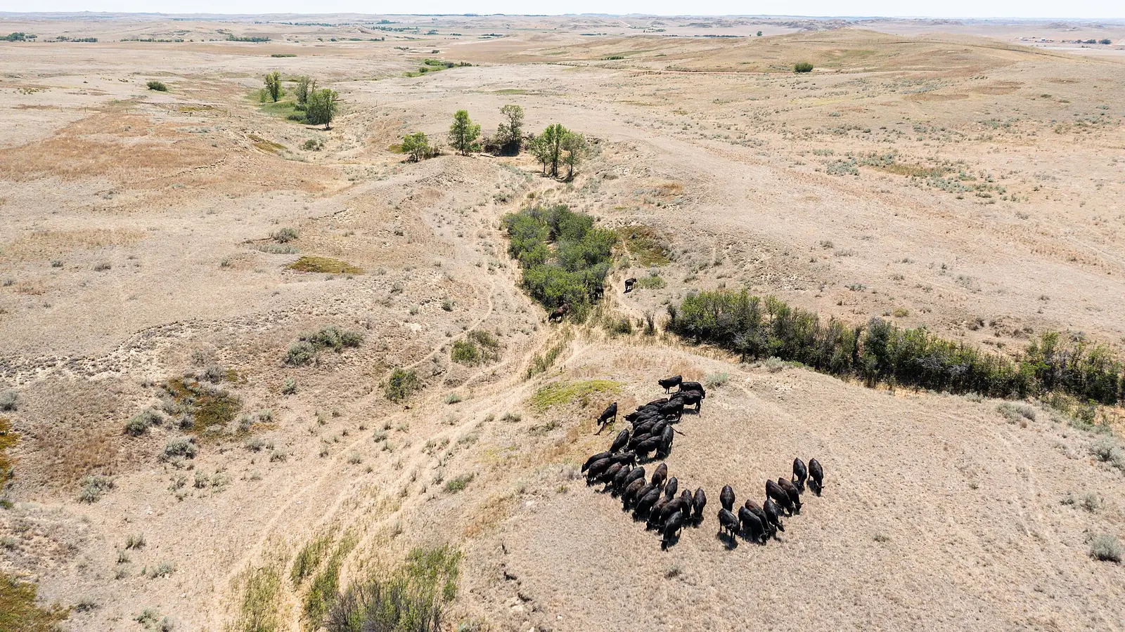 Aerial view of a cattle herd on a dry Montana ranch