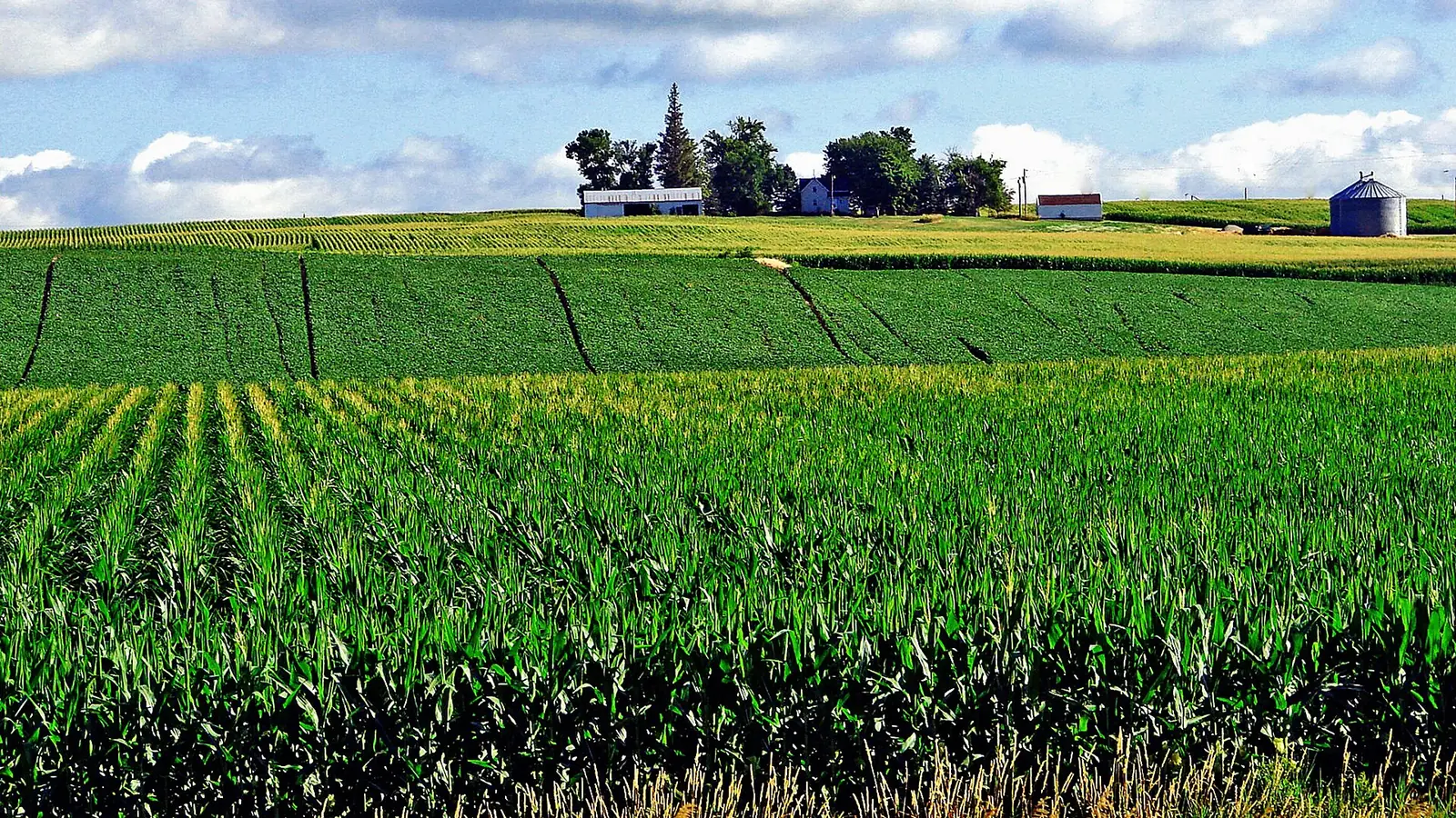 Rows of green corn rolling toward a farmstead in Iowa