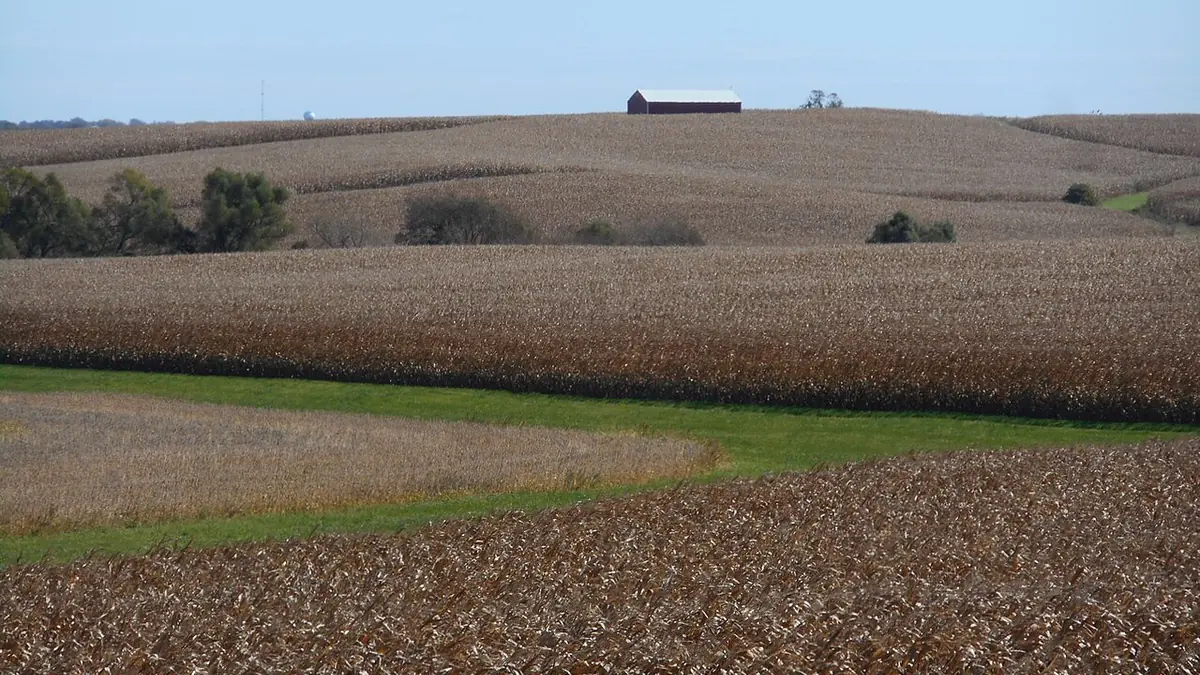 Corn fields on the rolling hills of Iowa