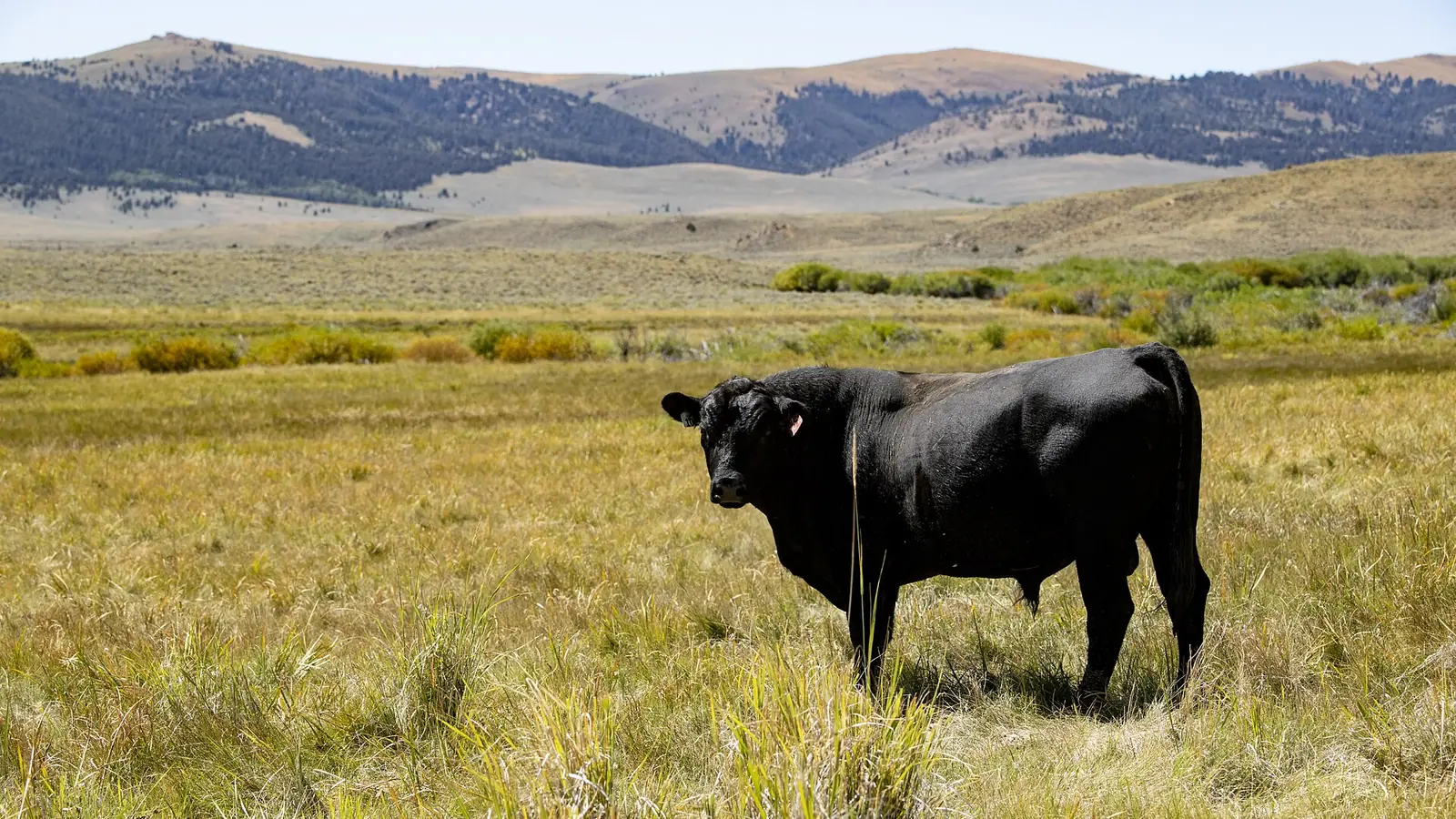 A black Angus cow on dry rangeland with mountains behind, Montana