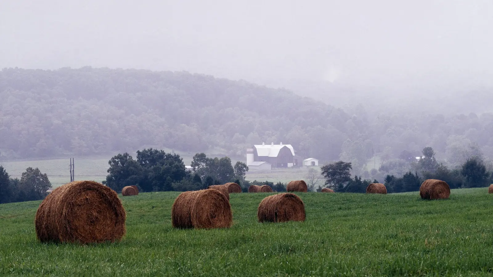 Round hay bales in a misty pasture in the Shenandoah Valley, Virginia