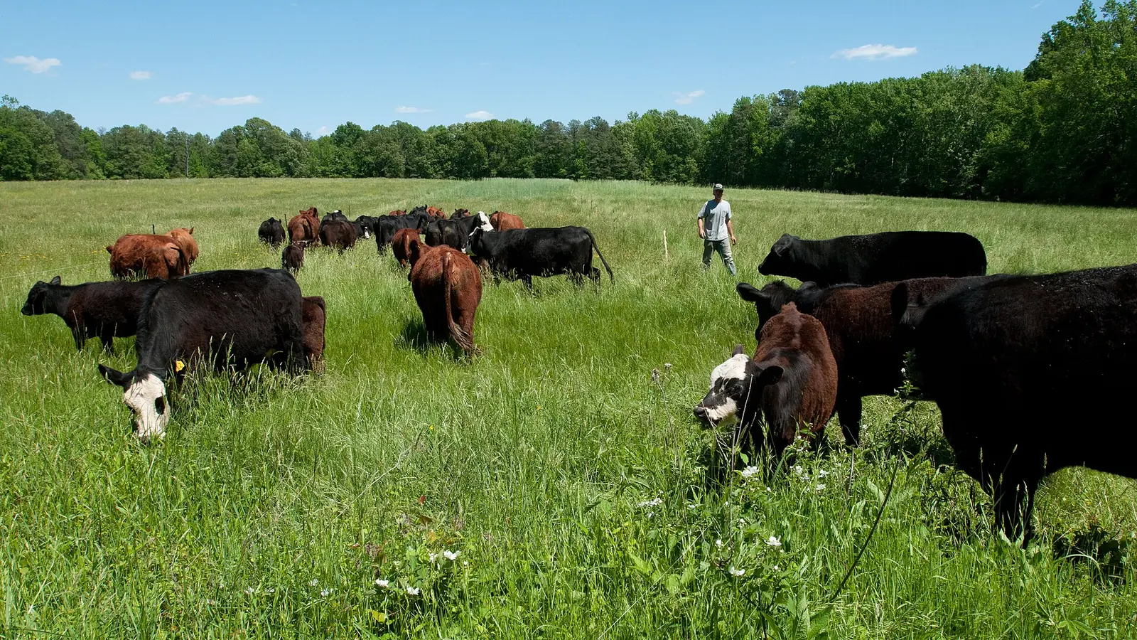 Cattle moving onto fresh pasture on a family farm in Goochland County, Virginia