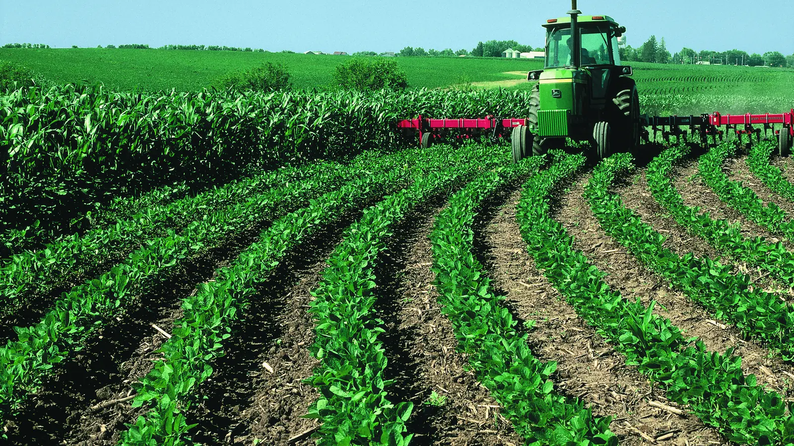 A tractor working between rows of a young crop in Iowa