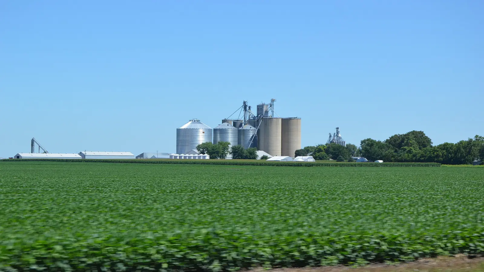 A soybean field with the grain elevator of Graymont, Illinois, behind it