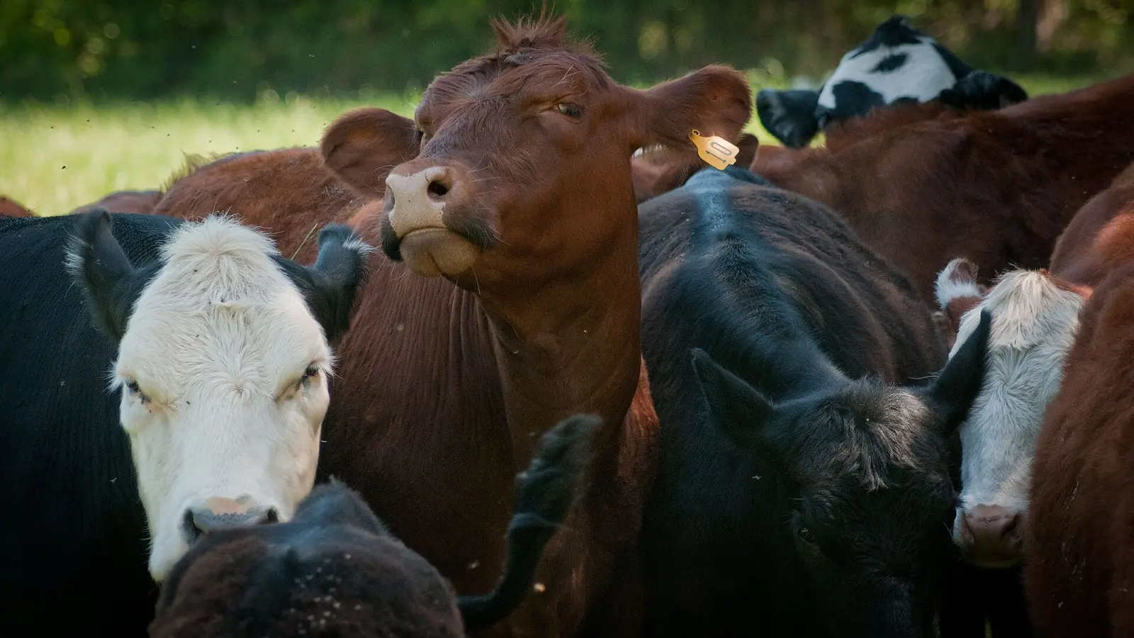 A herd of beef cattle on grass in Goochland County, Virginia