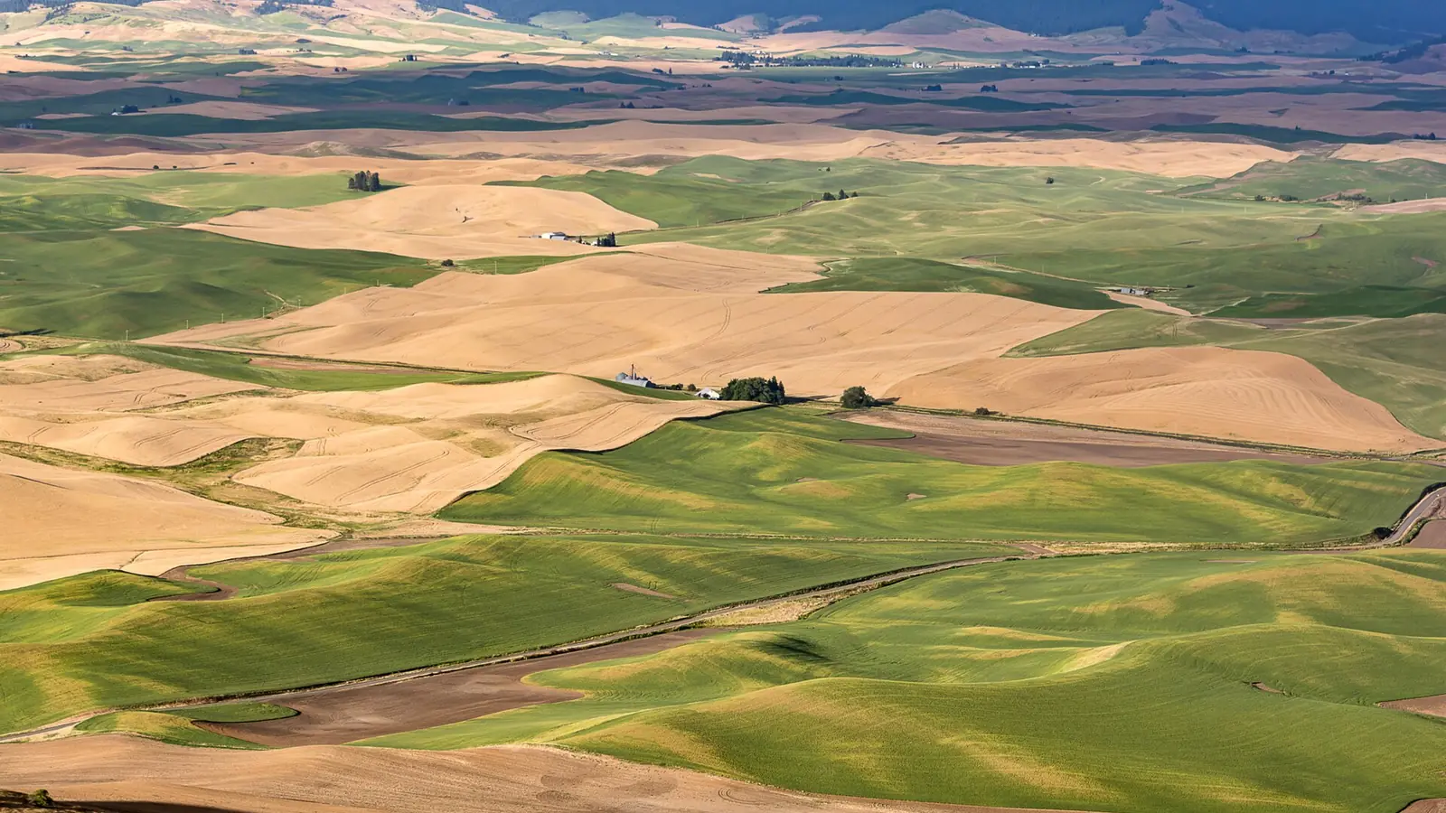 The patchwork wheat fields of the Palouse, Washington