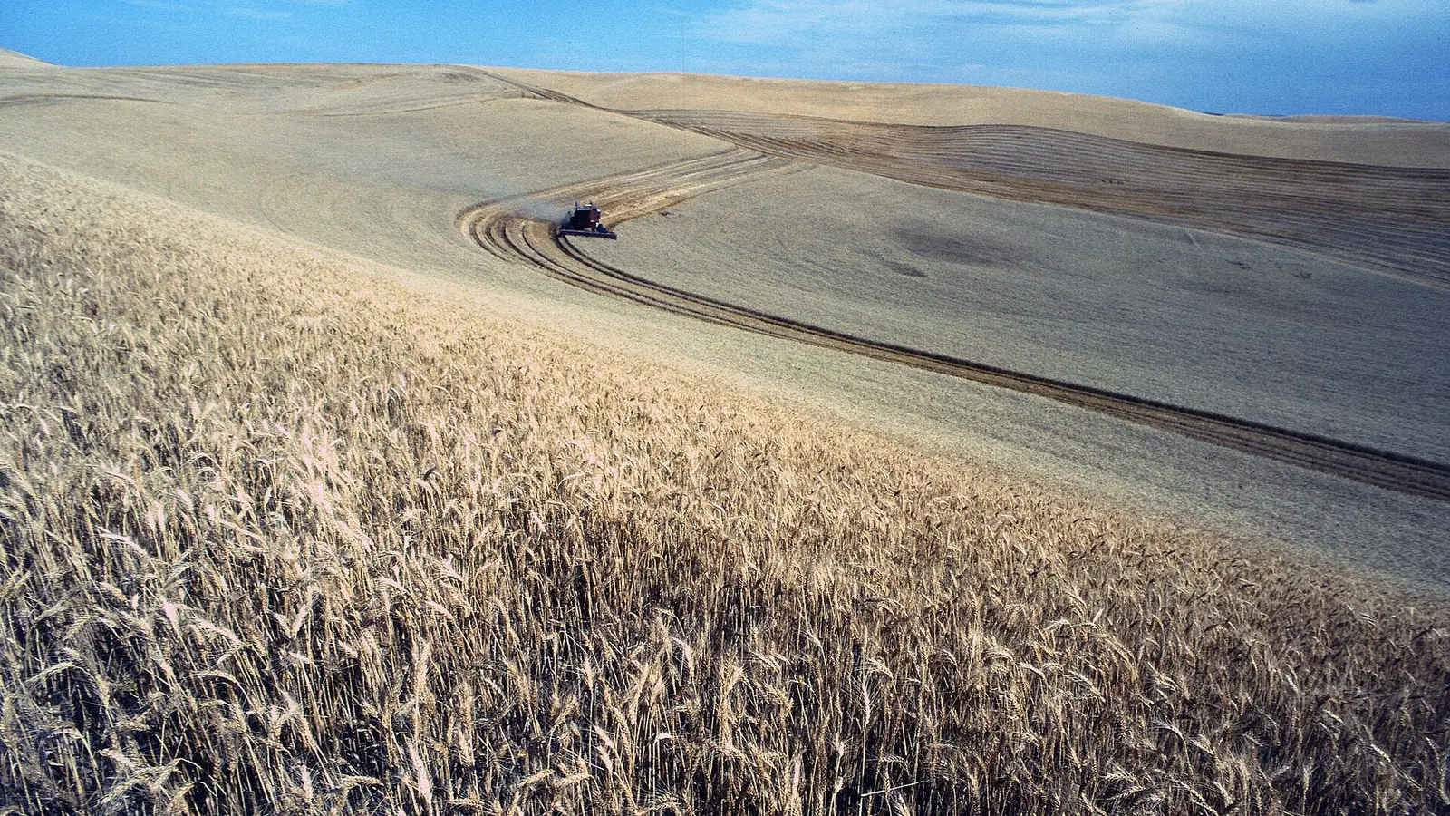 Wheat harvest on the Palouse, Idaho